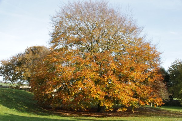 beech-in-the-priory-grounds