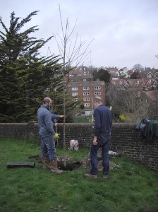 Planting Wild Cherry in Lewes