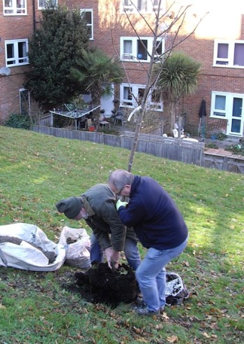 Planting tree in Abergavenny Road, Lewes