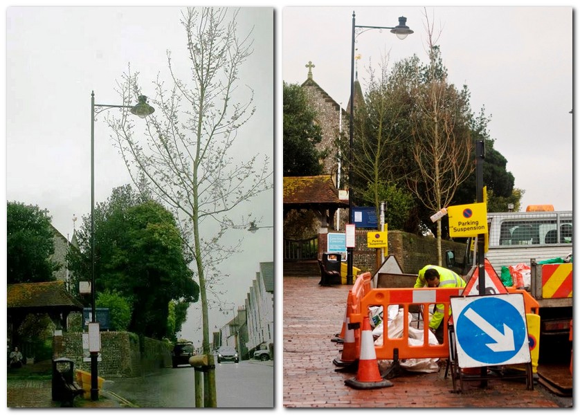 Lewes Elm planted 2017, and on 15 March 2018