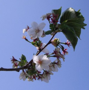 Prunus Umineko planted in Lewes