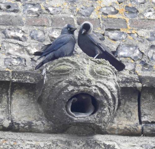 Gargoyle at St Thomas' church, Cliffe, Lewes