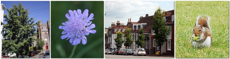 Maidenhair Tree, Scabius, Elms, Squirrel