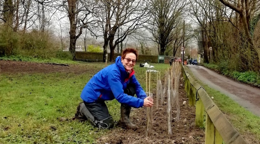Hedge planting at Jubilee Gardens, Lewes