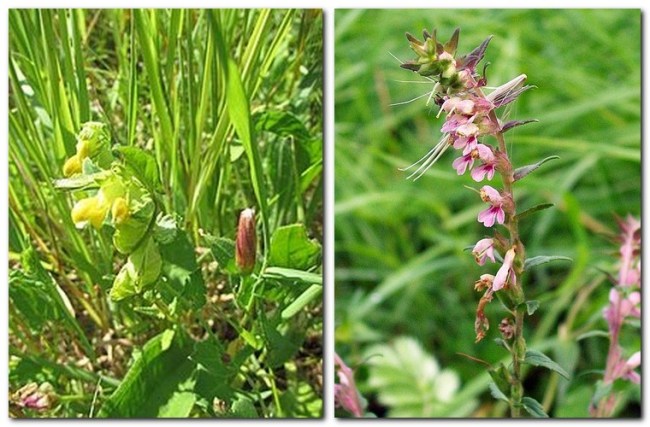 Yellow Rattle, and Red Bartsia