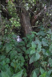 16 Cockshut source near Kingston Road