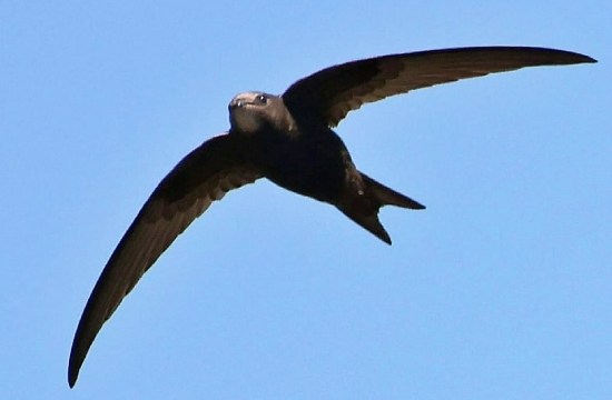 Swift by Barry Griffin