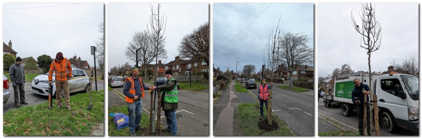 CAT scan, securing with ties, Field Maple, Cercis