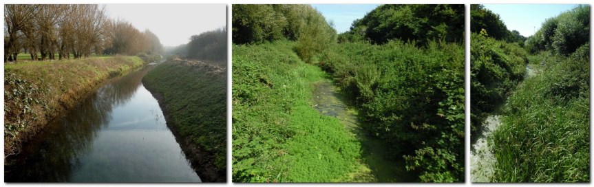 Cockshut after clearance work (left), overgrown, and near Ham Lane, Spring 2022